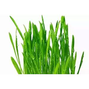 Organic Wheatgrass Powder