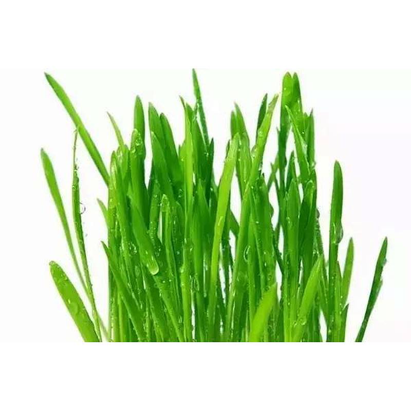 Organic Wheatgrass Powder