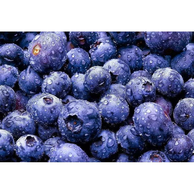 Organic Blueberry Extract