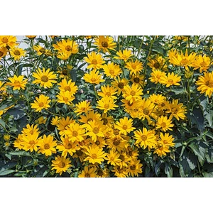 Inulin Extract