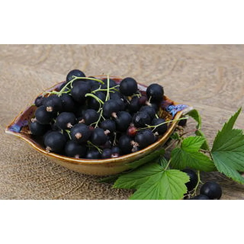 Black Currant SD Powder