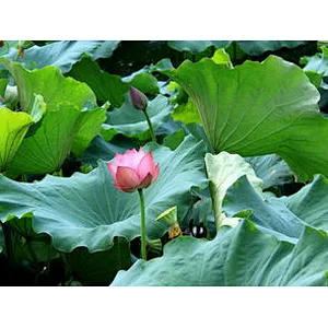 Lotus Leaf Extract