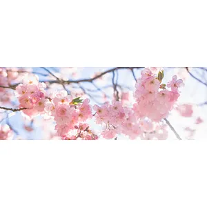 InSKN™ Sakura Extract