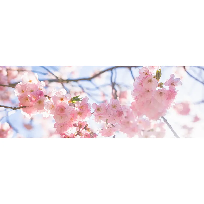 InSKN™ Sakura Extract