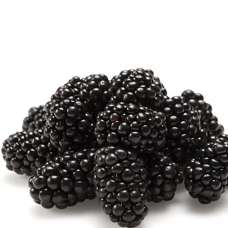Boysenberry SD Powder