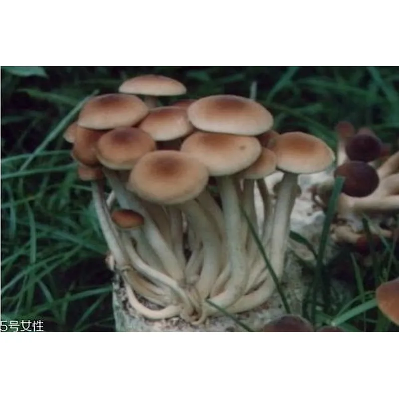 Agrocybe Aegerita Extract