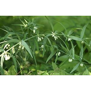Siberian Solomonseal Rhizome Extract