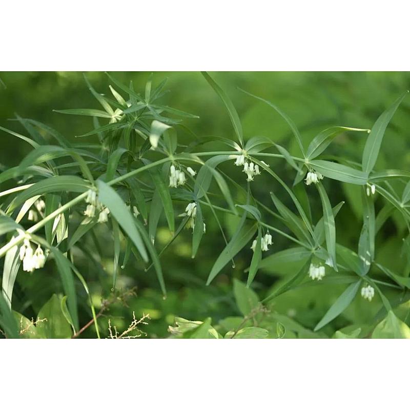 Siberian Solomonseal Rhizome Extract