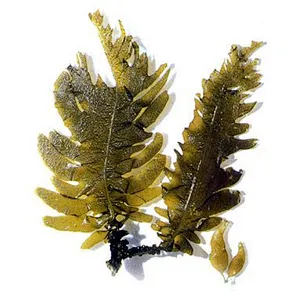 Kelp Extract
