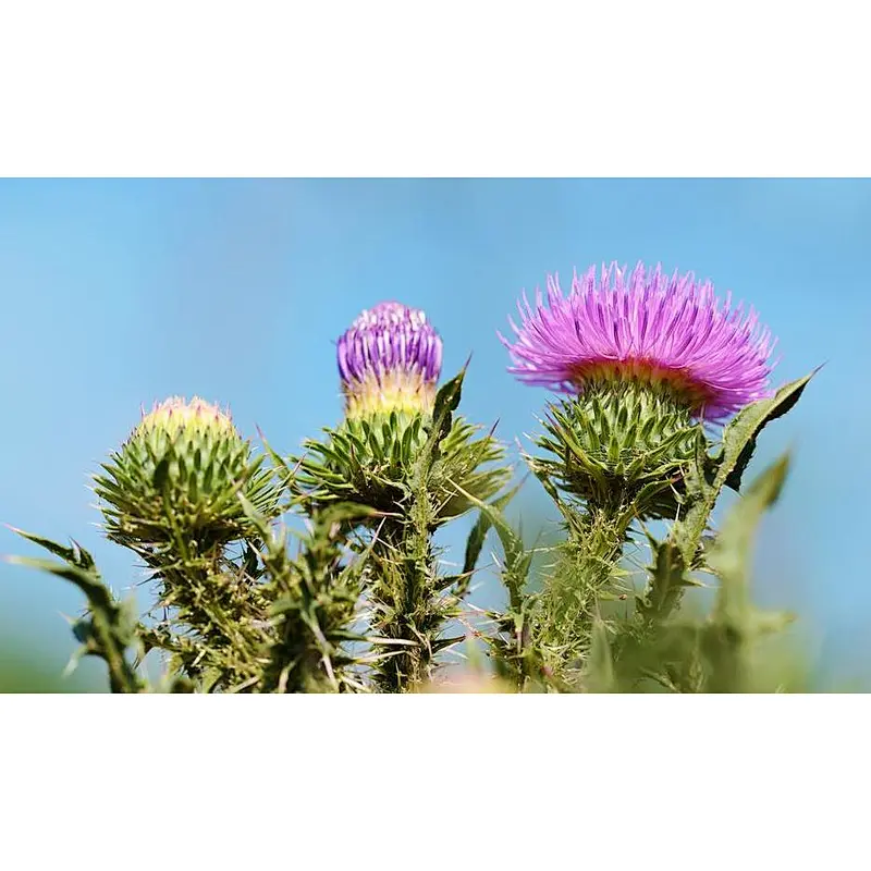 BioMTMax® Milk Thistle Extract