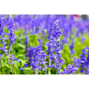 Lavender Extract