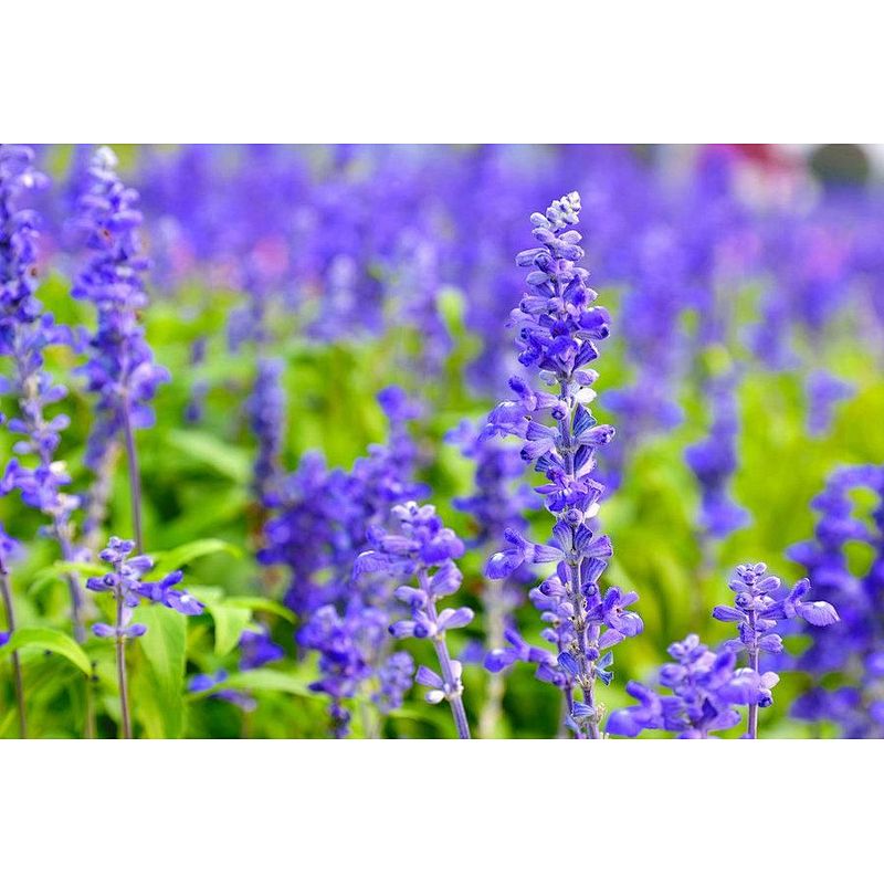 Lavender Extract