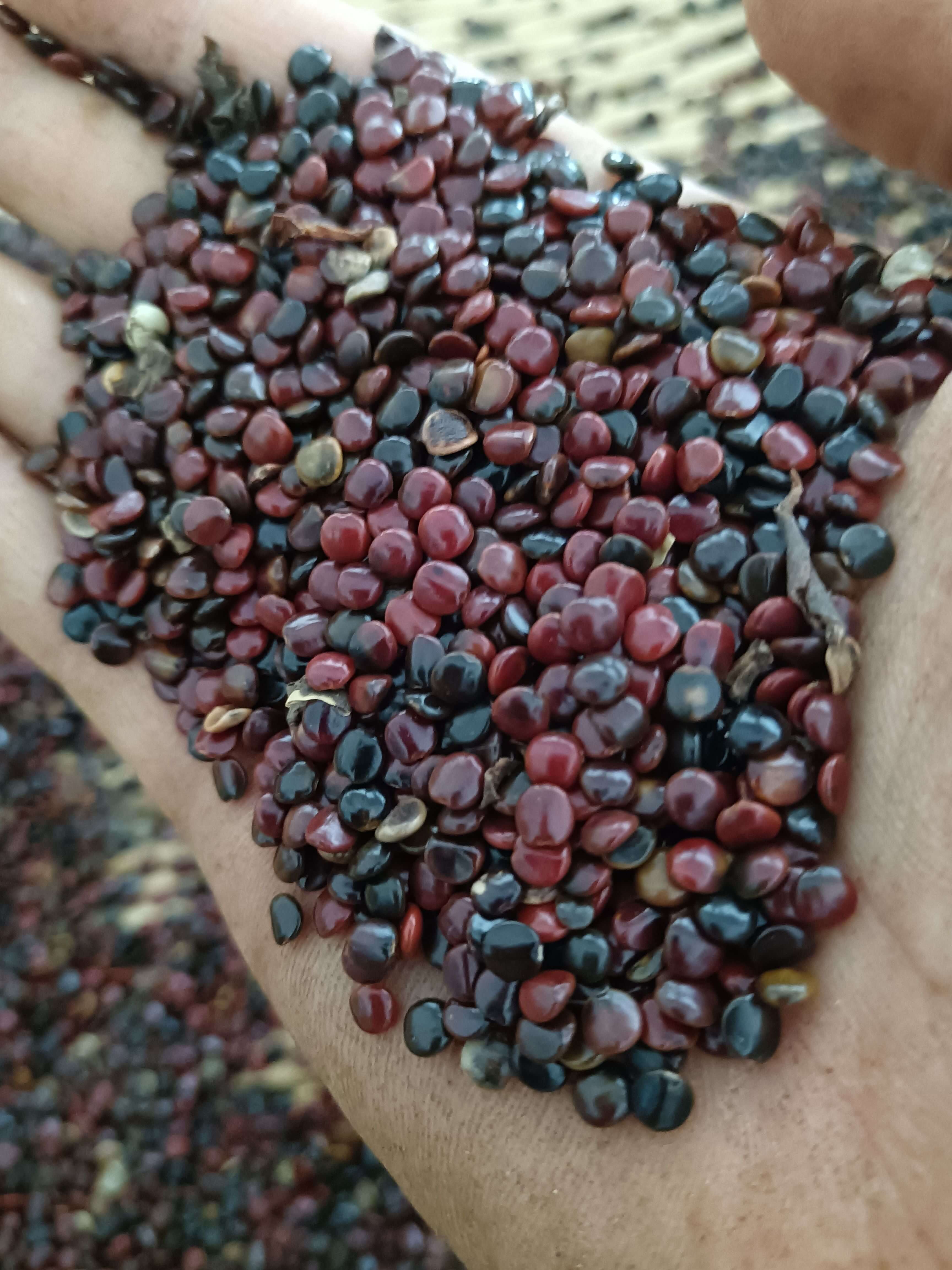 What is the benefit of Hovenia extract?