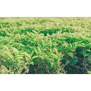 100% Natural L-Theanine