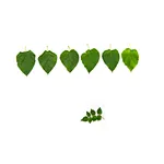 Potential Medicinal Plants— Multi-functional Mulberry Leaves