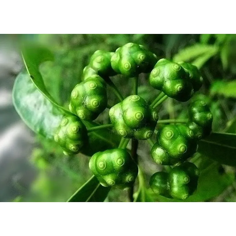Bacopin Extract