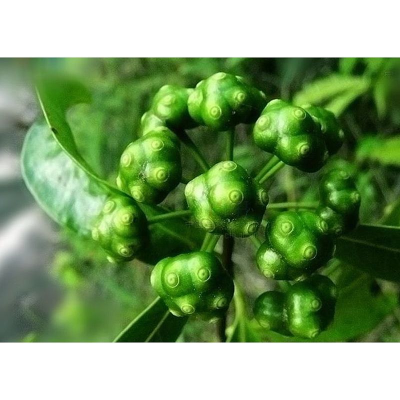 Bacopin Extract