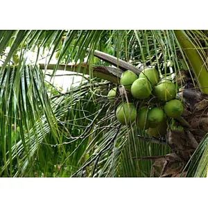 Coconut Water SD Powder