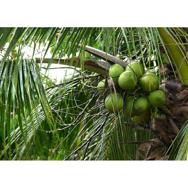 Coconut Water SD Powder