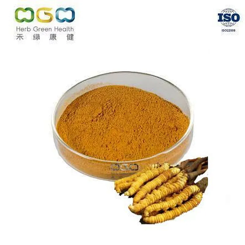 Cordyceps Mycelium Powder