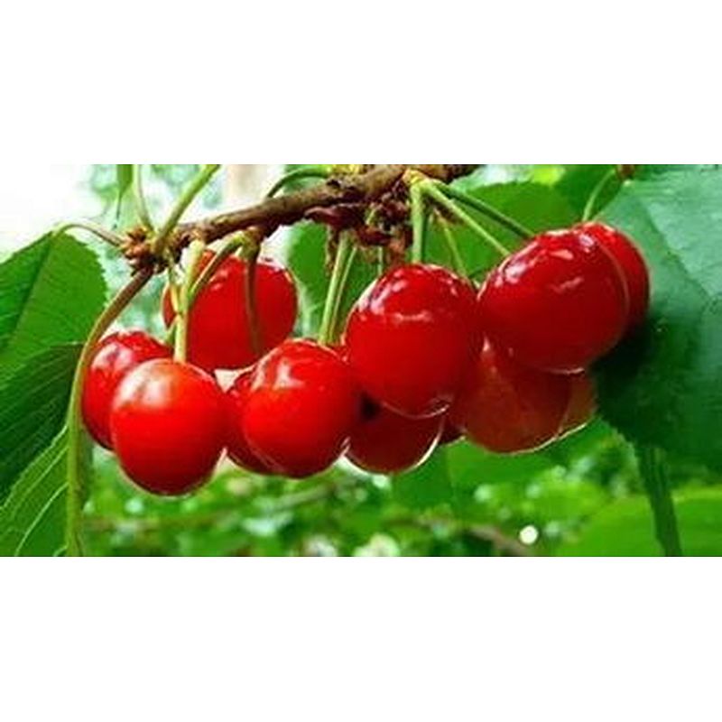 Acerola Cherry Extract