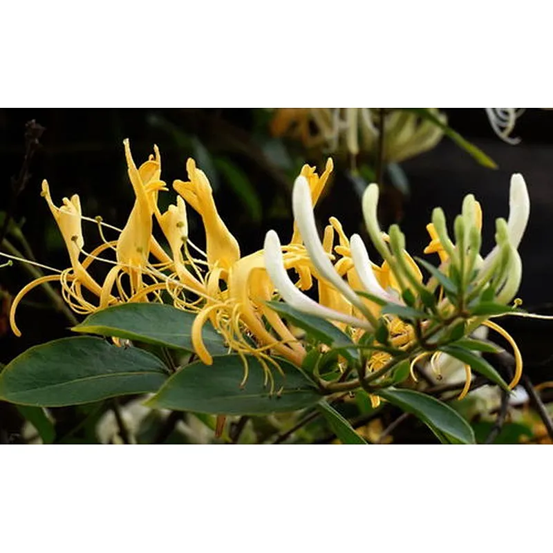 Honeysuckle Extract