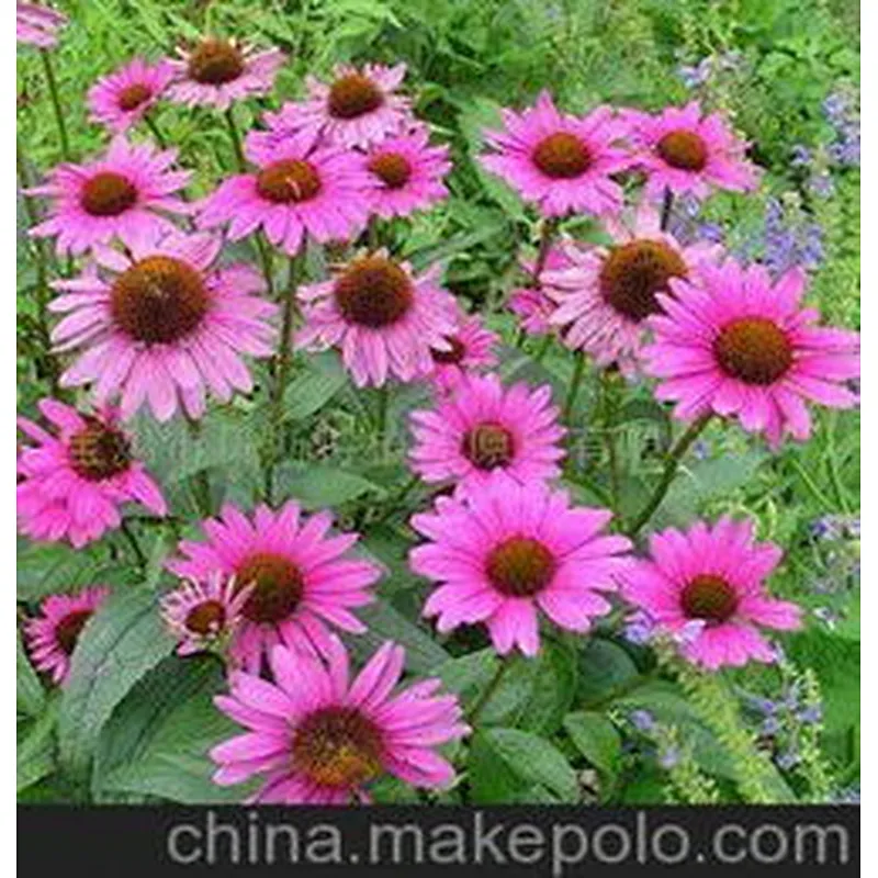Echinacea Extract