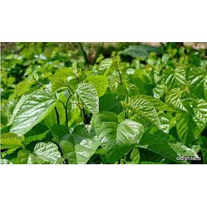 Disugar™ Mulberry leaf extract 0.8-5% DNJ