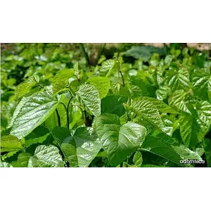 Disugar™ Mulberry leaf extract 0.8-5% DNJ