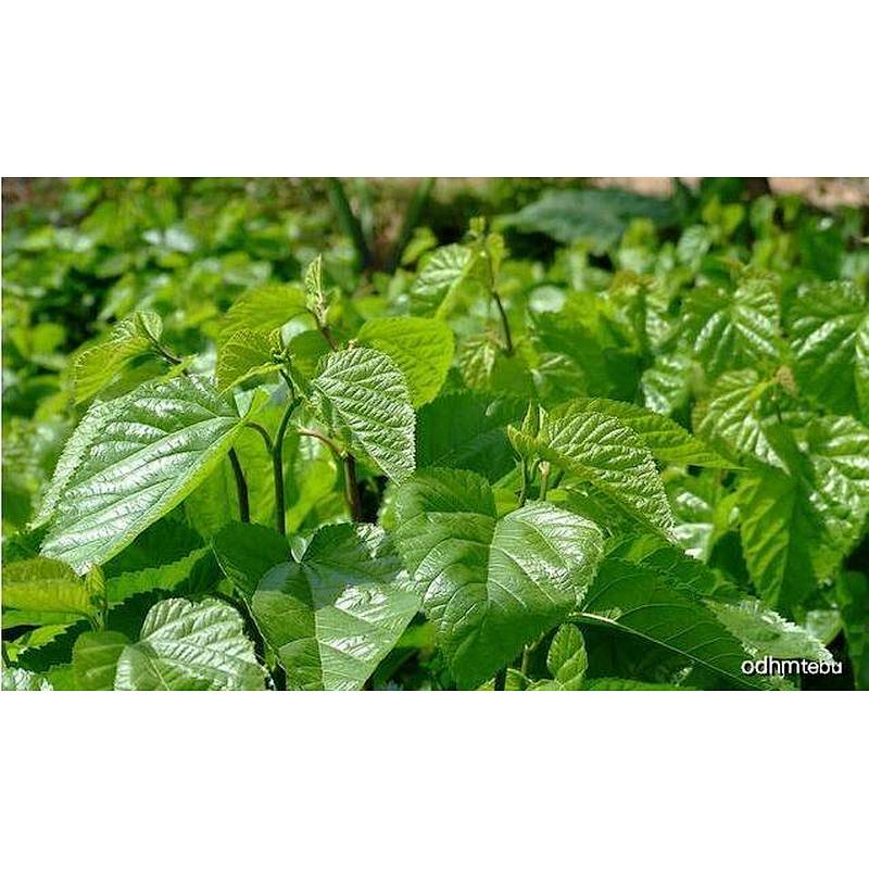 Disugar™ Mulberry leaf extract 0.8-5% DNJ