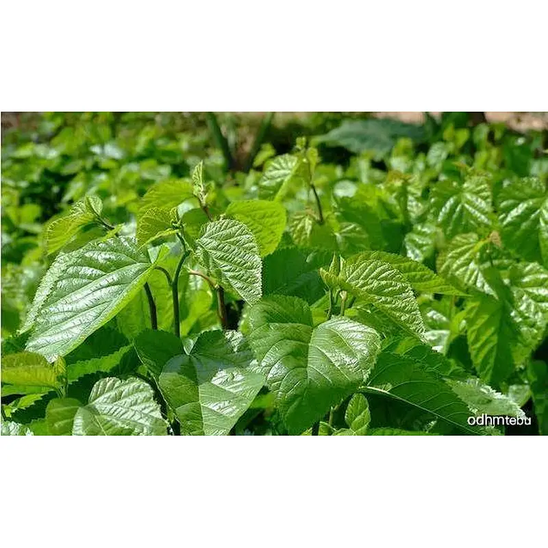 Disugar™ Mulberry leaf extract 0.8-5% DNJ