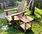 plastic adirondack chairs