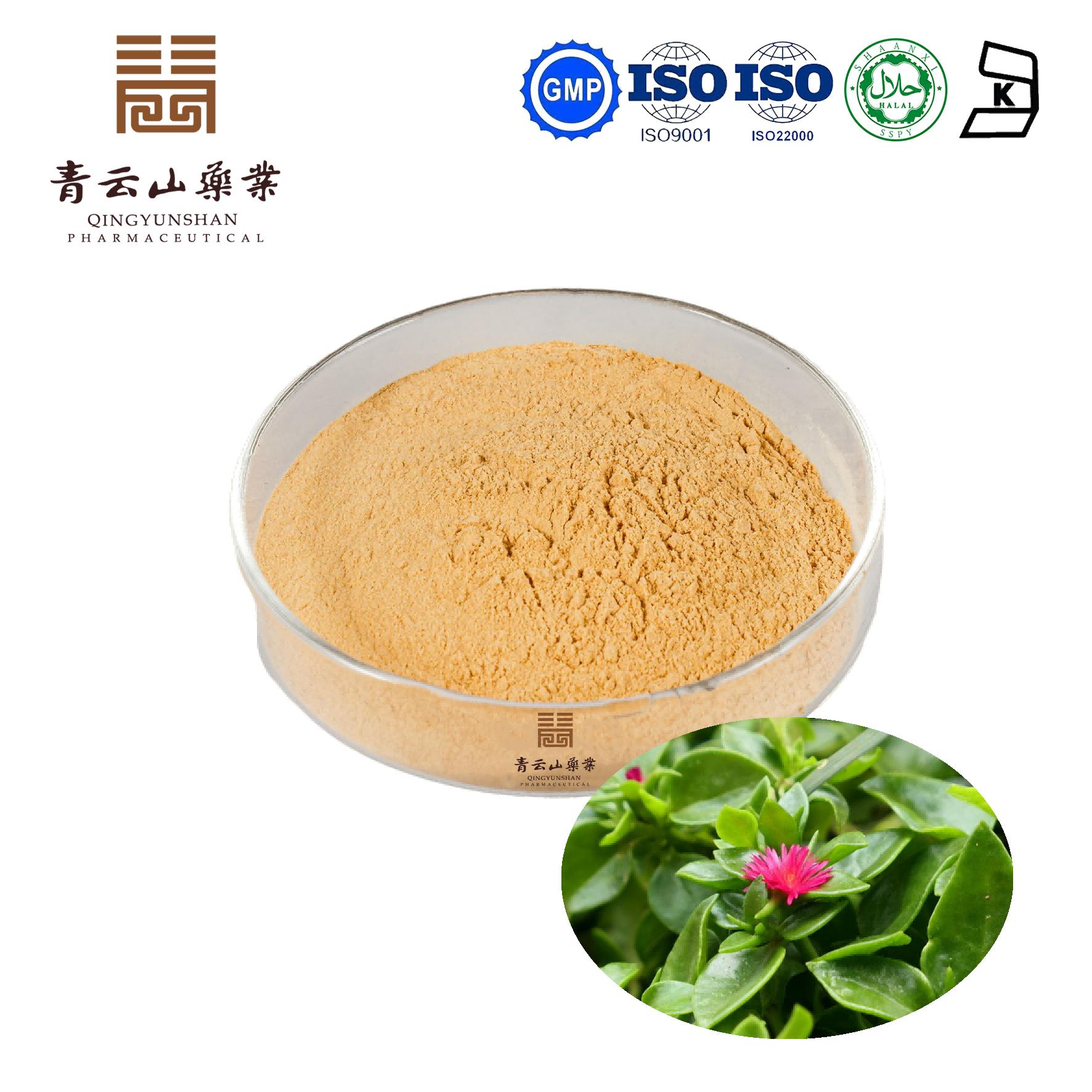 Andrographis Extract