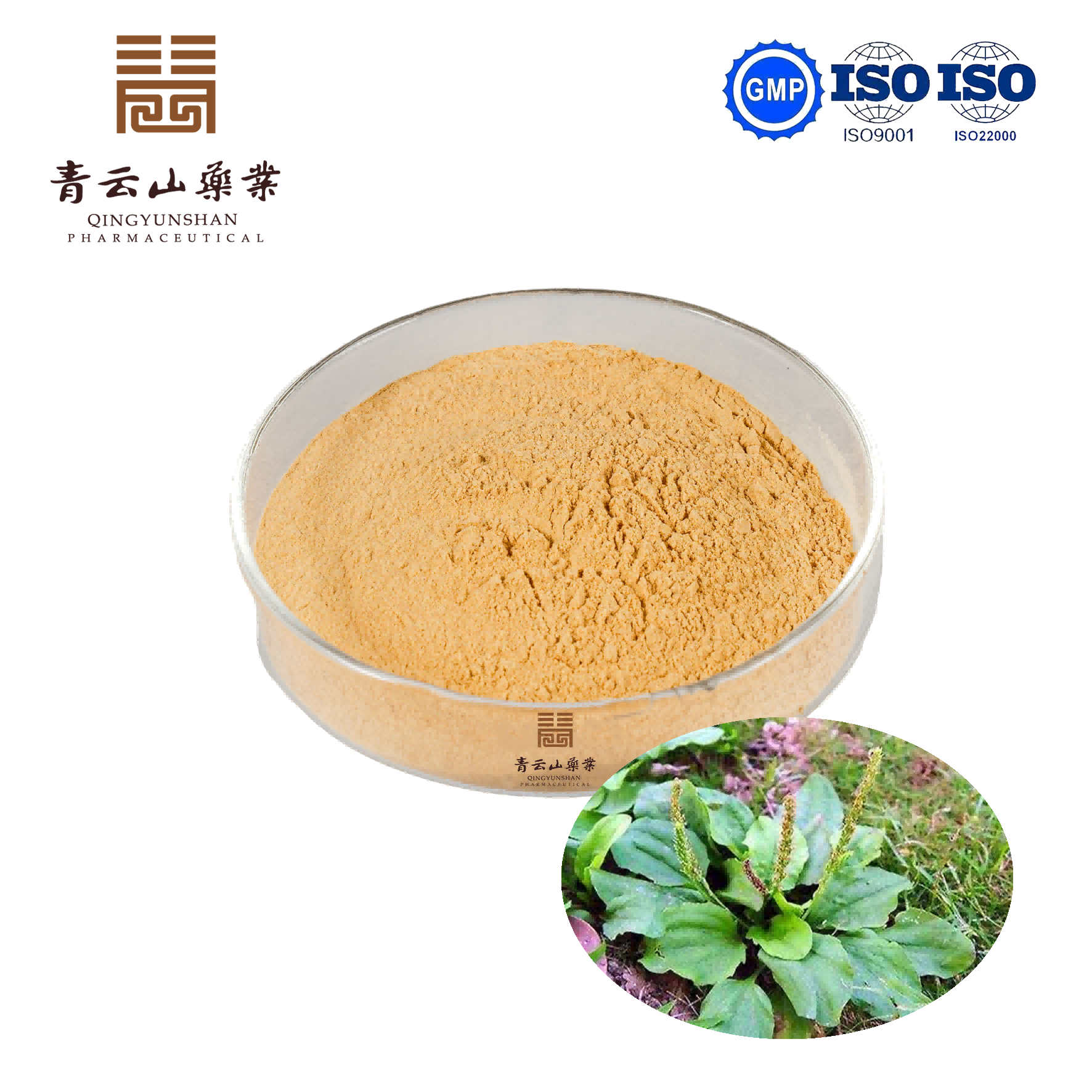 Semen Plantaginis Extract