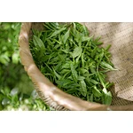 EGCG--A unique plant compound