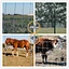 Field Fence For Sale