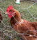 hot sale chicken cage coop fence wire mesh rolls