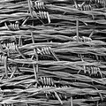 Barb Wire Fence Sale