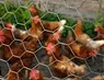 hot sale chicken cage coop fence wire mesh rolls