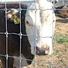 field wire fence mesh
