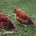 chicken wire mesh.13mmx50 m length good quality
