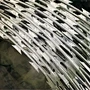 Home Concertina Coil Fencing