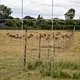 Galvanized Steel Farm Fence