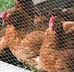 hot sale chicken cage coop fence wire mesh rolls