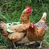 Chicken saddles hen apron with elastic straps