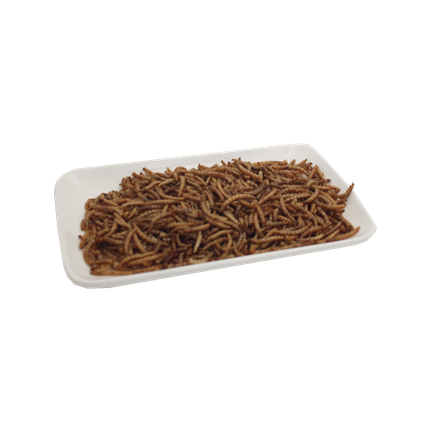 Dired mealworms
