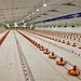 Hangar de poulet préfabriqué de structure métallique d'Assemblée facile pour la ferme avicole