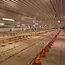steel structure poultry house