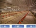 steel structure poultry house