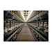 steel structure farm